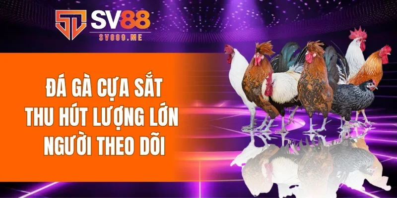 Đá gà cựa sắt thu hút lượng lớn người theo dõi